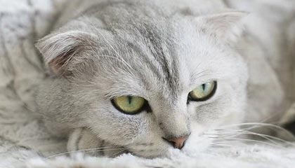 永利网址-开云体育：让热爱照进生活的彼岸